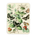 Recherche de studio magnets Papillons