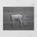 Recherche de cerf cartes postales Faune