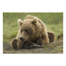 Recherche de prédation Grizzly côtier