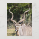 Recherche de antilope cartes postales Grand