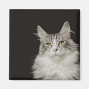 Zoek naar maine coon magneten Schattig