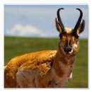 Recherche de antilope posters Sauvage