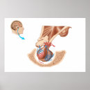 Recherche de neurologie posters Physiologie