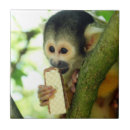 Recherche de jeune animal carreaux Arbre