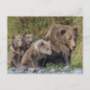 Recherche de animaux bébé cartes postales Jeune animal