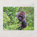 Zoek naar gorilla briefkaarten Foto