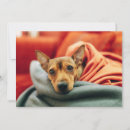 Recherche de pinscher miniature cartes postales Animaux domestiques