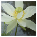 Recherche de lotus fleur carreaux Botanique