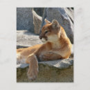 Recherche de cougar cartes postales Nature