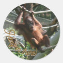 Recherche de singes drôles autocollants Pour tous