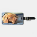 Recherche de vizsla accessoires Animal de compagnie
