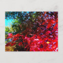 Recherche de érable japonais cartes postales Orange