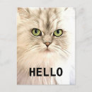 Recherche de angora cartes postales Chat