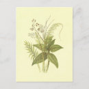 Zoek naar kaneel briefkaarten Specerijen