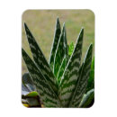 Recherche de aloe magnete Succulent