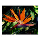 Recherche de oiseau du paradis posters Floral