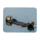 Recherche de loutre magnets Animal