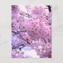 Zoek naar sakura briefkaarten Kersenbloesem