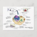 Recherche de cellules cartes postales Biologie