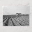 Recherche de de coton cartes postales Ferme