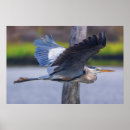 Zoek naar reigers posters Grote blauwe reiger