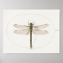 Recherche de de libellule posters Papillon