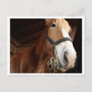 Recherche de visage de cheval cartes postales Nature
