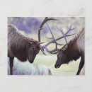 Recherche de wyoming cartes postales Animal