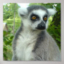 Recherche de lémur posters Faune