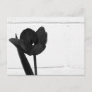 Zoek naar tulip briefkaarten Monochroom