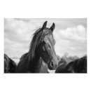 Zoek naar zwarte hengst posters Natuur