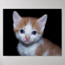 Recherche de chat gingembre posters Orange