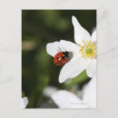 Zoek naar ladybird briefkaarten Bloem