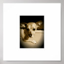Zoek naar chiweenie posters Hond