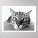 Zoek naar grappige kattenfoto posters Kattenliefhebbers