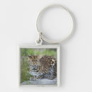 Recherche de panthera accessoires Nature