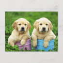 Recherche de labrador cartes postales Chiots