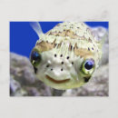 Recherche de humorous cartes postales Ocean