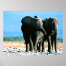 Recherche de éléphants africains posters Animaux sauvages