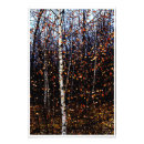 Recherche de arbres colorés posters Feuilles d'automne