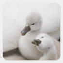 Recherche de cygne muet autocollants Animal