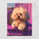 Recherche de sourire cartes postales Canine