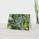 Zoek naar ijsvogels kaarten Wild