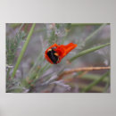 Recherche de feutre posters Nature