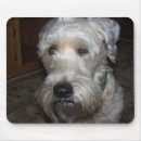 Recherche de terrier blond comme les blés Animaux familiers
