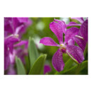 Recherche de singapour posters Violet