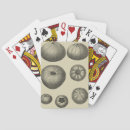 Recherche de dollar sable de jeux de cartes Vie marine
