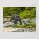 Recherche de gordon cartes postales Chasse