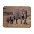 Zoek naar afrikaanse olifanten magneten Wild