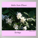 Recherche de syringa Fleur